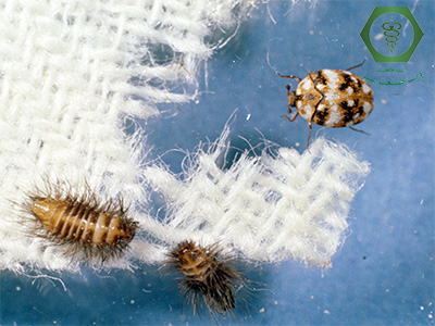 آسیب سوسک فرش